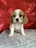 processed/69704948-124e-449c-9b25-f4ff87e1ff5c/listing/90a3da1b-9a29-4923-949b-1e7aef50aae7/4e20c572-aae6-4d77-9917-881abed7b63d