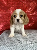 processed/69704948-124e-449c-9b25-f4ff87e1ff5c/listing/90a3da1b-9a29-4923-949b-1e7aef50aae7/8218f16a-e349-44e4-971f-2eb0e904ef16