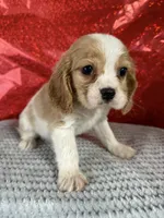 processed/69704948-124e-449c-9b25-f4ff87e1ff5c/listing/90a3da1b-9a29-4923-949b-1e7aef50aae7/95038014-57a7-4c79-b982-dafa1afbcc09