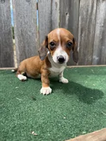 Peanut, a male Miniature Dachshund for sale in Walnut, MS – 4 of 8