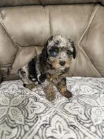 Bandit, a female Cavapoo for sale in Walnut, MS – 7 of 9