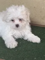 Snow , a female Maltese for sale in Walnut, MS – 2 of 5