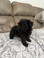 Bella, a female Morkie for sale in Walnut, MS – 3 of 8