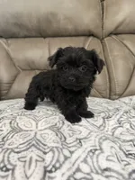 Bella, a female Morkie for sale in Walnut, MS – 6 of 8