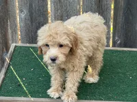 Maggie, a female Miniature Goldendoodle for sale in Walnut, MS – 2 of 5