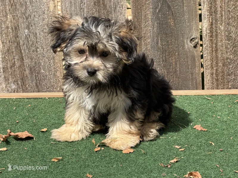 Jag  – Morkie puppy for sale in Walnut, MS
