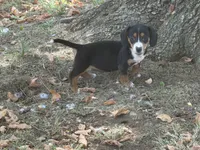 Ellie, a female Miniature Dachshund for sale in Walnut, MS – 4 of 4