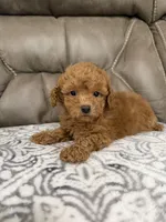 Marlee, a female Poodle - Miniature  for sale in Walnut, MS – 8 of 8