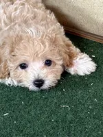Gayla, a female Bichpoo for sale in Walnut, MS – 2 of 4