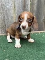 Rosco, a male Miniature Dachshund for sale in Walnut, MS – 3 of 8