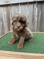 Cooper, a male Poodle - Miniature  for sale in Walnut, MS – 6 of 7