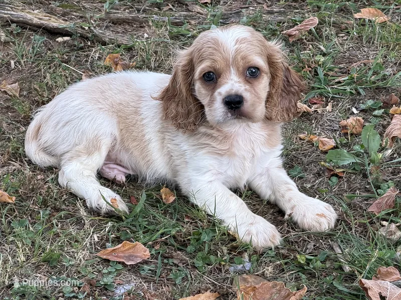 Sebastian  – Cockalier puppy for sale in Walnut, MS