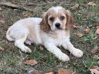 Sebastian , a male Cockalier for sale in Walnut, MS – 1 of 3