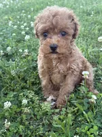 Buddy, a female Miniature Goldendoodle for sale in Walnut, MS – 5 of 8
