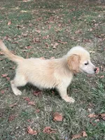 Maggie, a female Golden Retriever for sale in Walnut, MS – 3 of 5