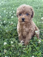 Buddy, a female Miniature Goldendoodle for sale in Walnut, MS – 7 of 8