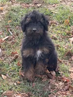 Hamilton , a male Poodle - Miniature  for sale in Walnut, MS – 5 of 5