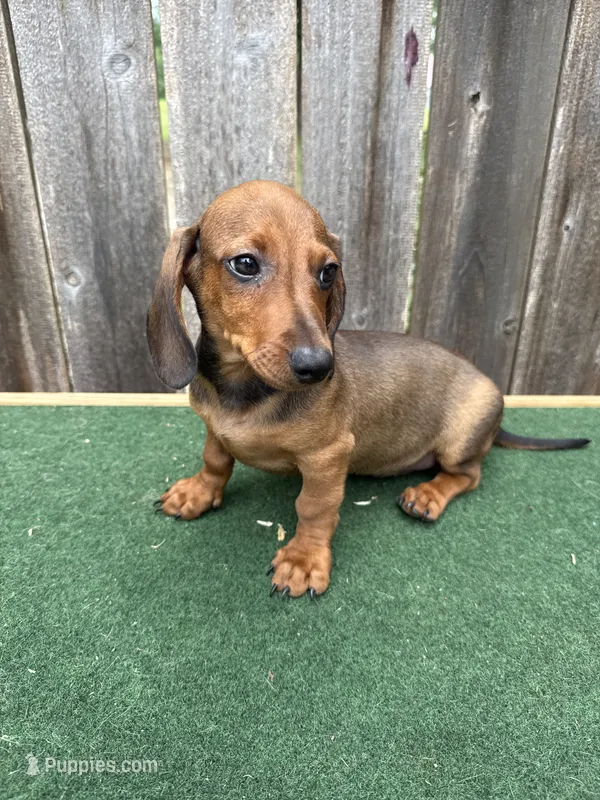 Oscar – Miniature Dachshund puppy for sale in Walnut, MS