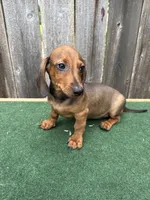Oscar, a male Miniature Dachshund for sale in Walnut, MS – 1 of 8