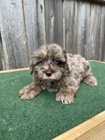 Chase, a male Schnoodle for sale in Walnut, MS – 3 of 6