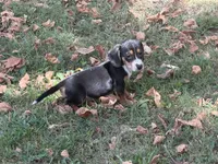 Ellie, a female Miniature Dachshund for sale in Walnut, MS – 3 of 4