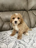Nolan, a male Miniature Goldendoodle for sale in Walnut, MS – 6 of 8
