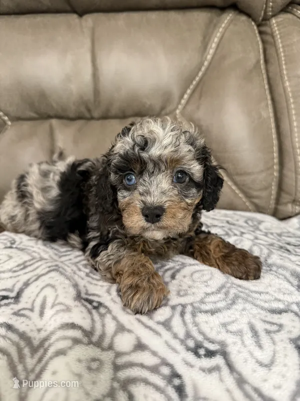 Bandit – Cavapoo puppy for sale in Walnut, MS