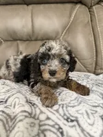 Bandit, a female Cavapoo for sale in Walnut, MS – 1 of 9