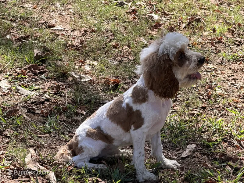 Galen  – Cockapoo puppy for sale in Walnut, MS