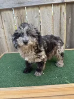 Bandit, a male Cavapoo for sale in Walnut, MS – 2 of 5