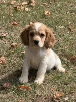 Hank , a male Cockalier for sale in Walnut, MS – 2 of 4