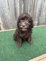 Charlie , a male Poodle - Miniature  for sale in Walnut, MS – 4 of 8