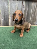 Oscar, a male Miniature Dachshund for sale in Walnut, MS – 2 of 8