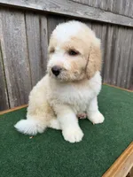 Max, a male Bernedoodle for sale in Walnut, MS – 3 of 9