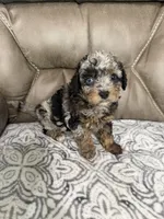 Bandit, a female Cavapoo for sale in Walnut, MS – 8 of 9