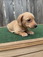 Toby, a male Miniature Dachshund for sale in Walnut, MS – 5 of 8