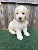 Max, a male Bernedoodle for sale in Walnut, MS – 5 of 9