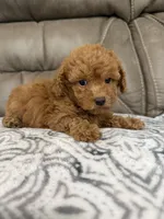 Marlee, a female Poodle - Miniature  for sale in Walnut, MS – 7 of 8