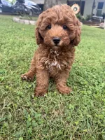 Cooper, a male Cockapoo for sale in Walnut, MS – 2 of 7