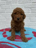 Cooper, a male Miniature Goldendoodle for sale in Walnut, MS – Photo 3 of 7