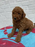 Cooper, a male Miniature Goldendoodle for sale in Walnut, MS – Photo 6 of 7