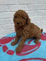 Cooper, a male Miniature Goldendoodle for sale in Walnut, MS – Photo 7 of 7