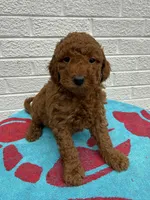 Cooper, a male Miniature Goldendoodle for sale in Walnut, MS – Photo 2 of 7