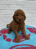 Cooper, a male Miniature Goldendoodle for sale in Walnut, MS – Photo 5 of 7