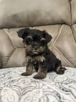 Rosco, a male Morkie for sale in Walnut, MS – 7 of 7