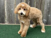 Oliver , a male Bichpoo for sale in Walnut, MS – 7 of 7