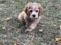 Ella, a female Cocker Spaniel for sale in Walnut, MS – 3 of 5
