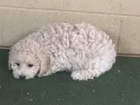Sammy, a male Bichpoo for sale in Walnut, MS – 5 of 5