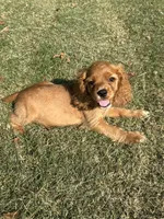 Andrew, a male Cocker Spaniel for sale in Walnut, MS – 2 of 5