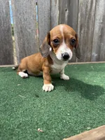 Peanut, a male Miniature Dachshund for sale in Walnut, MS – 3 of 8